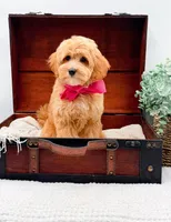 Pansy, a female Miniature Goldendoodle for sale in Statesville, NC – 10 of 10