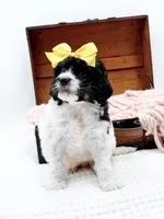 Hope, a female Bernedoodle for sale in Statesville, NC – 7 of 10