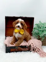 Lilly, a female Cavapoo for sale in Statesville, NC – 10 of 10