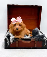 Susie, a female Miniature Goldendoodle for sale in Statesville, NC – 8 of 10