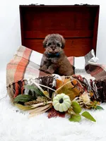 Victor, a male Poodle - Toy  for sale in Statesville, NC – 5 of 10