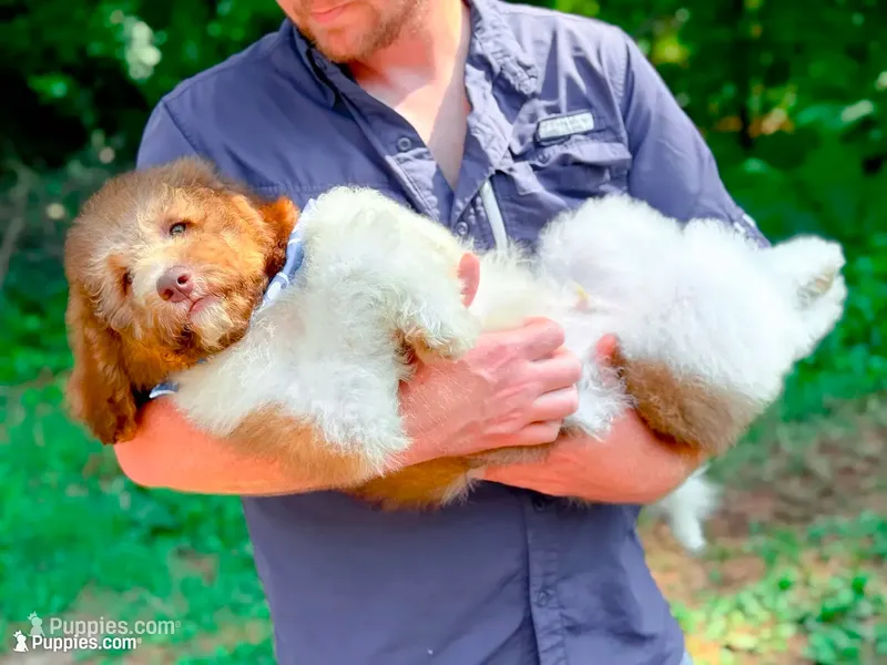 Hank – Bernedoodle puppy for sale in Statesville, NC