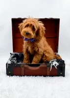 Annie, a female Miniature Goldendoodle for sale in Statesville, NC – 2 of 10