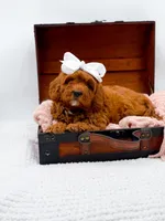 Ruby, a female Cavapoo for sale in Statesville, NC – 1 of 10