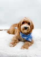 Andy, a male Miniature Goldendoodle for sale in Statesville, NC – 5 of 10