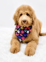 Holly, a male Bernedoodle for sale in Statesville, NC – 5 of 8
