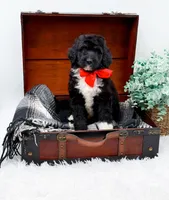 Fonzie, a male Bernedoodle for sale in Statesville, NC – 4 of 10