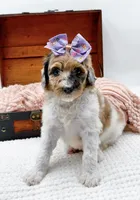 Hailey, a female Bernedoodle for sale in Statesville, NC – 5 of 10
