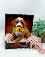 Lilly, a female Cavapoo for sale in Statesville, NC – 8 of 10