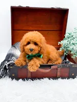 Eddie, a male Miniature Goldendoodle for sale in Statesville, NC – 9 of 10