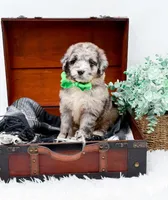 Franklin, a male Bernedoodle for sale in Statesville, NC – 8 of 10