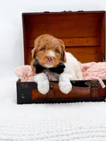 Harry, a male Bernedoodle for sale in Statesville, NC – 10 of 10