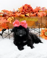Tala, a female Cavapoo for sale in Statesville, NC – 4 of 10