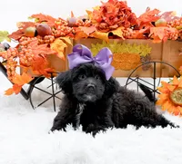 Tessa, a female Cavapoo for sale in Statesville, NC – 2 of 10