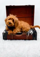 Annie, a female Miniature Goldendoodle for sale in Statesville, NC – 10 of 10