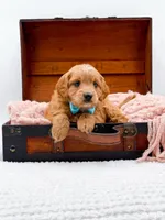 Samson, a male Miniature Goldendoodle for sale in Statesville, NC – 6 of 10