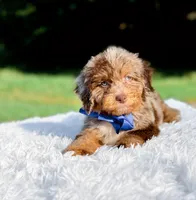 Odin-Blue Eyes, a male Miniature Bernedoodle for sale in Statesville, NC – 6 of 10