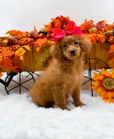 Trixie, a female Cavapoo for sale in Statesville, NC – 3 of 10