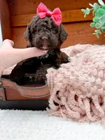 Micro Mini-Nutella, a female Miniature Bernedoodle for sale in Statesville, NC – 2 of 10