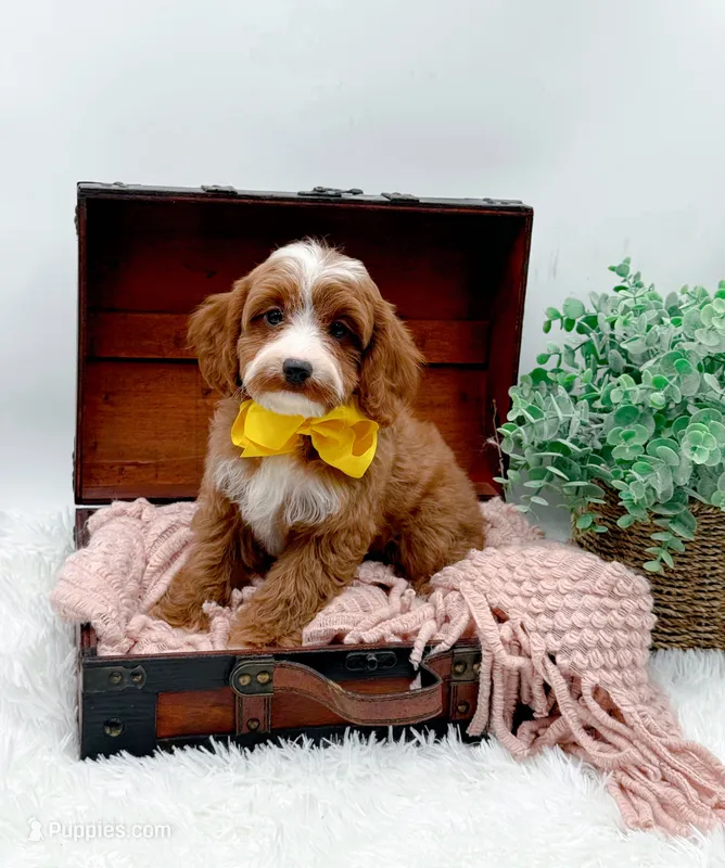 Lilly – Cavapoo puppy for sale in Statesville, NC