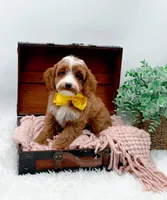 Lilly, a female Cavapoo for sale in Statesville, NC – 1 of 10