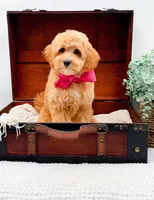 Pansy, a female Miniature Goldendoodle for sale in Statesville, NC – 3 of 10