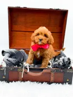 Sandy, a female Cavapoo for sale in Statesville, NC – 10 of 10