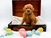 Marley, a male Miniature Goldendoodle for sale in Statesville, NC – Photo 10 of 10