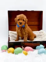 Marley, a male Miniature Goldendoodle for sale in Statesville, NC – Photo 3 of 10