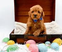 Marley, a male Miniature Goldendoodle for sale in Statesville, NC – Photo 8 of 10