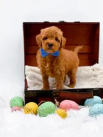 Marley, a male Miniature Goldendoodle for sale in Statesville, NC – Photo 5 of 10