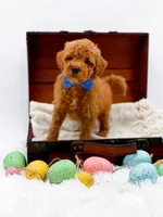 Marley, a male Miniature Goldendoodle for sale in Statesville, NC – Photo 7 of 10