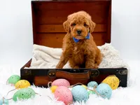 Marley, a male Miniature Goldendoodle for sale in Statesville, NC – Photo 9 of 10