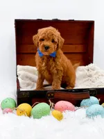 Marley, a male Miniature Goldendoodle for sale in Statesville, NC – Photo 2 of 10