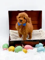 Marley, a male Miniature Goldendoodle for sale in Statesville, NC – Photo 6 of 10