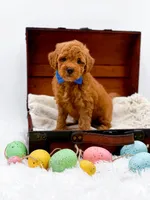 Marley, a male Miniature Goldendoodle for sale in Statesville, NC – Photo 1 of 10