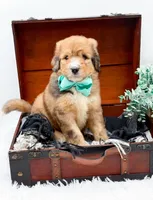Fletcher, a male Bernedoodle for sale in Statesville, NC – 5 of 10