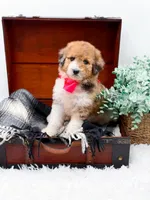 Faye-Blue Eye, a male Bernedoodle for sale in Statesville, NC – 7 of 10
