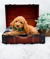 Gary, a male Goldendoodle for sale in Statesville, NC – 6 of 10