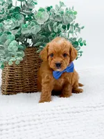 Tucker, a male Miniature Goldendoodle for sale in Statesville, NC – Photo 9 of 10