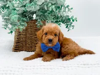 Tucker, a male Miniature Goldendoodle for sale in Statesville, NC – Photo 2 of 10