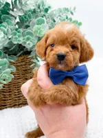 Tucker, a male Miniature Goldendoodle for sale in Statesville, NC – Photo 6 of 10