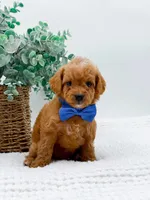 Tucker, a male Miniature Goldendoodle for sale in Statesville, NC – Photo 7 of 10