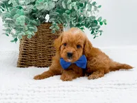 Tucker, a male Miniature Goldendoodle for sale in Statesville, NC – Photo 4 of 10