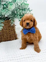 Tucker, a male Miniature Goldendoodle for sale in Statesville, NC – Photo 1 of 10