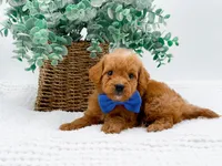 Tucker, a male Miniature Goldendoodle for sale in Statesville, NC – Photo 10 of 10
