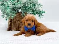 Tucker, a male Miniature Goldendoodle for sale in Statesville, NC – Photo 3 of 10