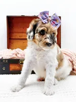 Hailey, a female Bernedoodle for sale in Statesville, NC – 10 of 10
