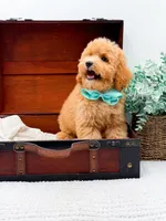 Pretzel, a male Miniature Goldendoodle for sale in Statesville, NC – 3 of 10