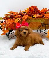 Trixie, a female Cavapoo for sale in Statesville, NC – 4 of 10